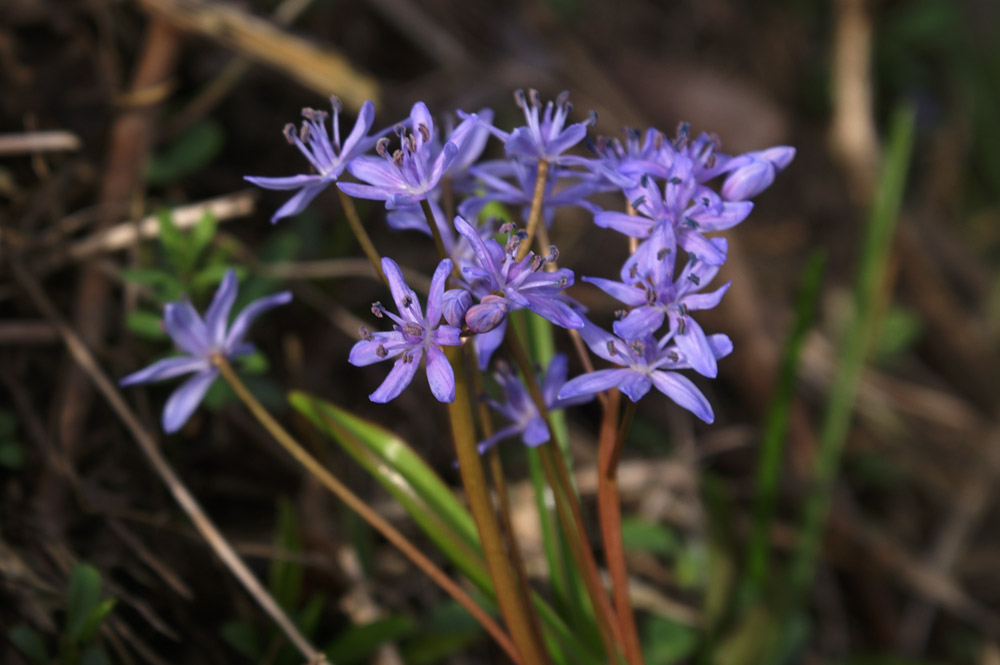 Scilla bifolia  (Asparagales - Asparagaceae)