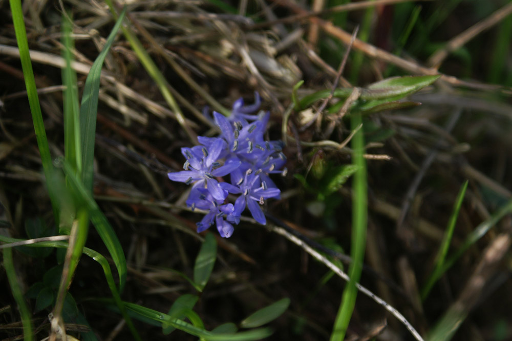 Scilla bifolia  (Asparagales - Asparagaceae)