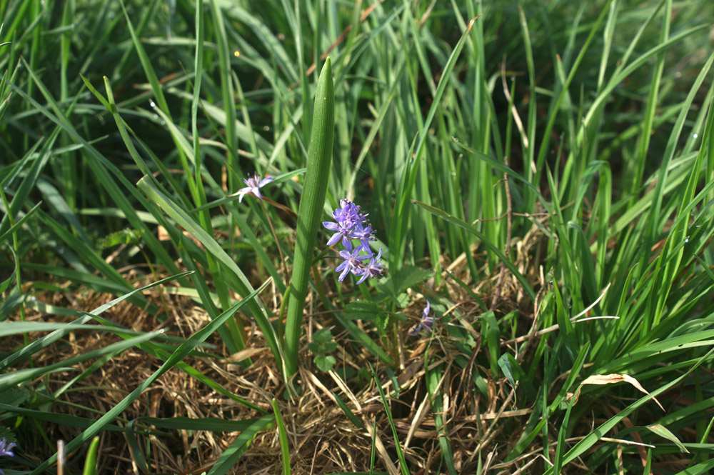 Scilla bifolia  (Asparagales - Asparagaceae)