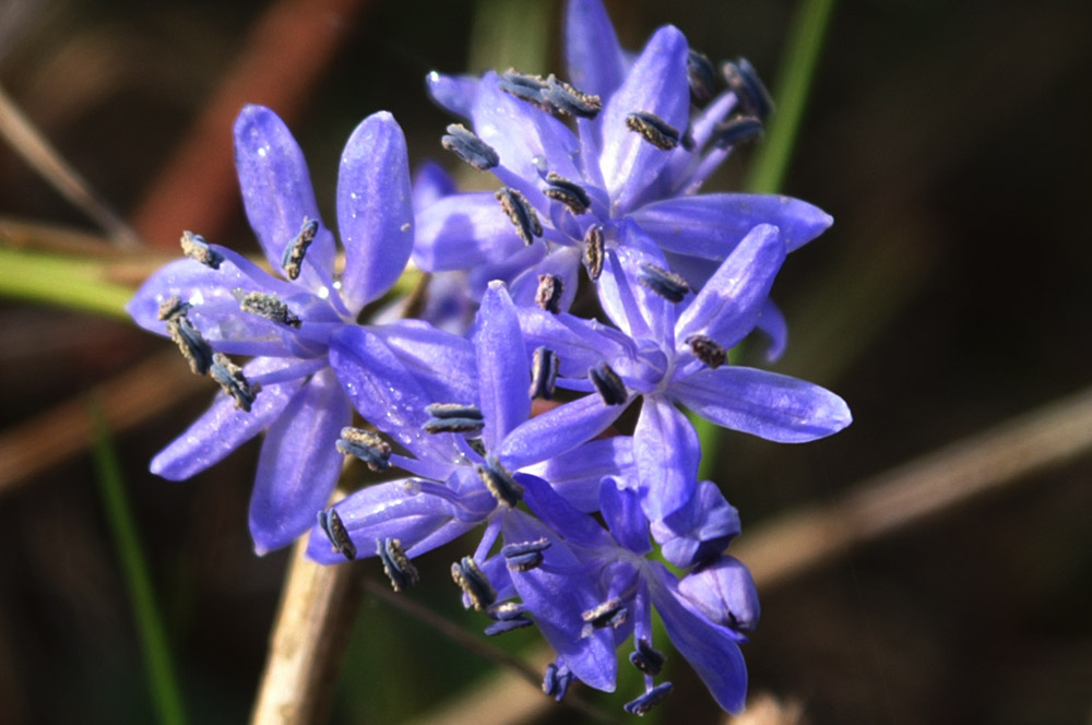 Scilla bifolia  (Asparagales - Asparagaceae)