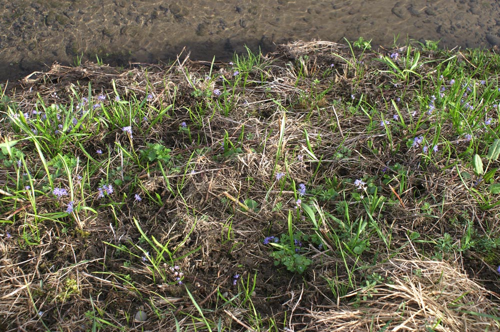 Scilla bifolia  (Asparagales - Asparagaceae)