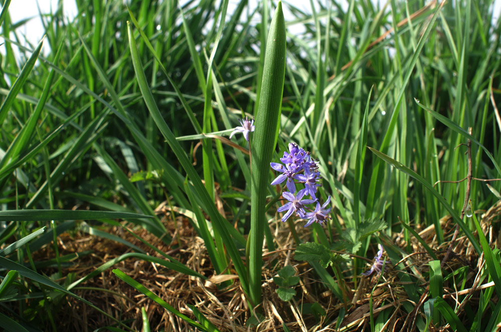 Scilla bifolia  (Asparagales - Asparagaceae)