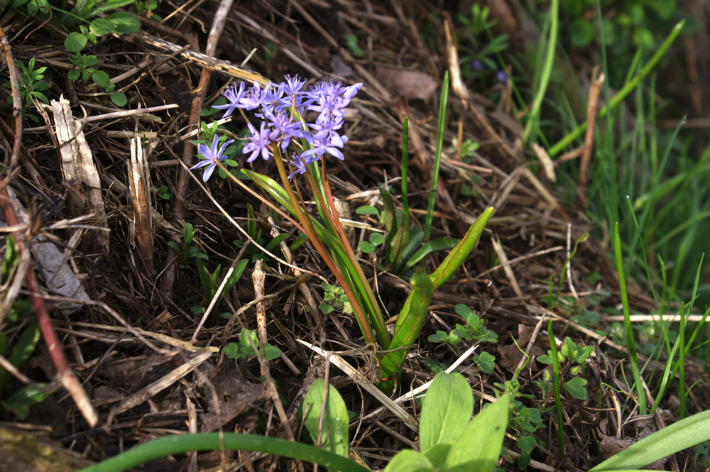 Scilla bifolia  (Asparagales - Asparagaceae)