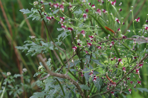 Altro fiore sull''Elvo - Scrophularia canina