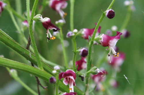 Altro fiore sull''Elvo - Scrophularia canina