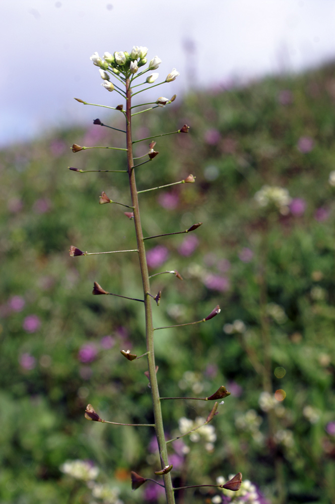 Capsella rubella / Borsapastore annuale