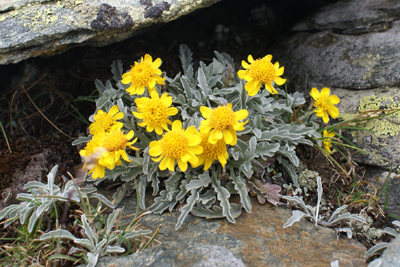 Jacobaea uniflora (= Senecio halleri )/ Senecione unifloro