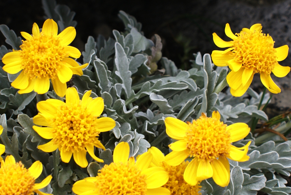 Jacobaea uniflora (= Senecio halleri )/ Senecione unifloro