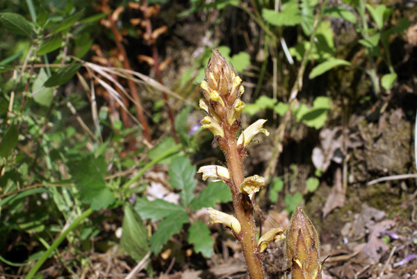 Orobanche sp.