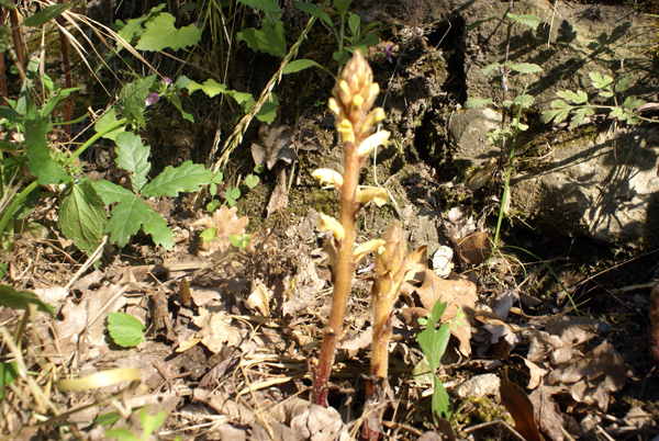 Orobanche sp.