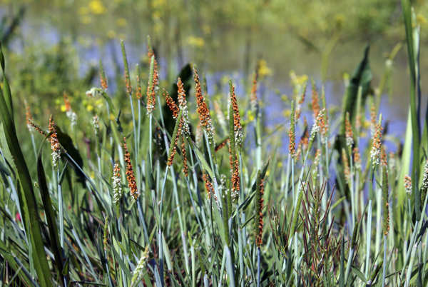 erba palustre - Alopecurus aequalis