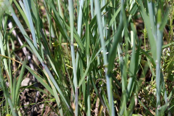 erba palustre - Alopecurus aequalis