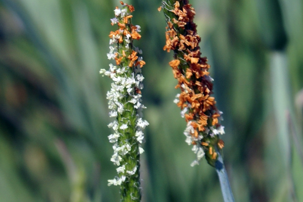 erba palustre - Alopecurus aequalis