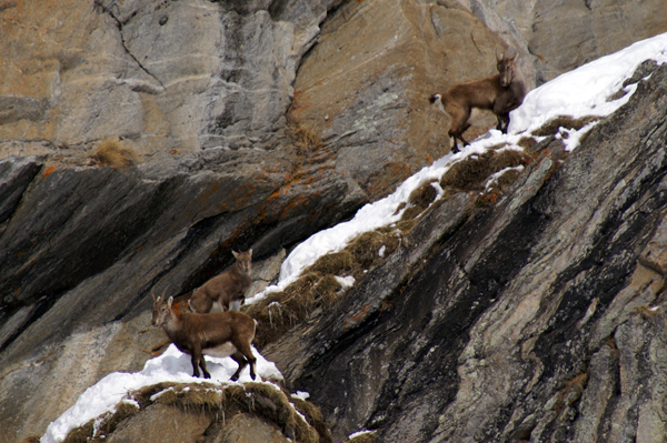 Ciaspole in Val d''Ayas