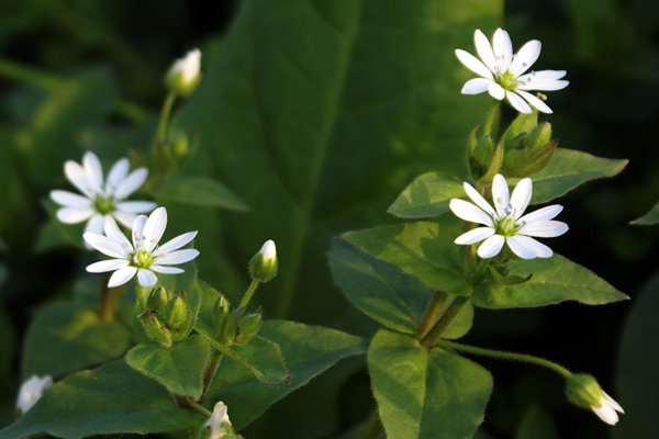 Stellaria aquatica