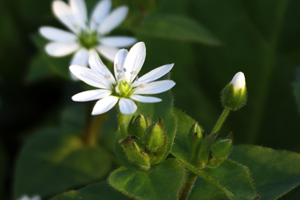 Stellaria aquatica