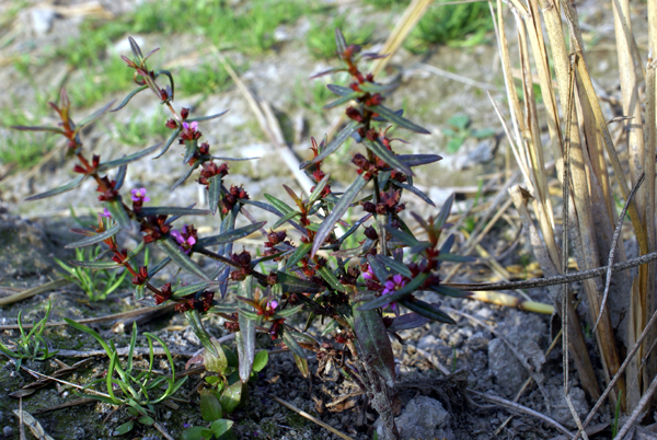 in risaia - Lythrum hyssopifolia