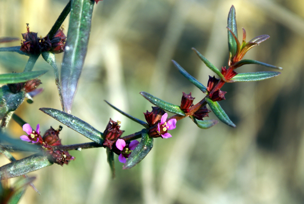 in risaia - Lythrum hyssopifolia