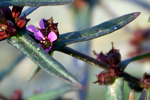 in risaia - Lythrum hyssopifolia