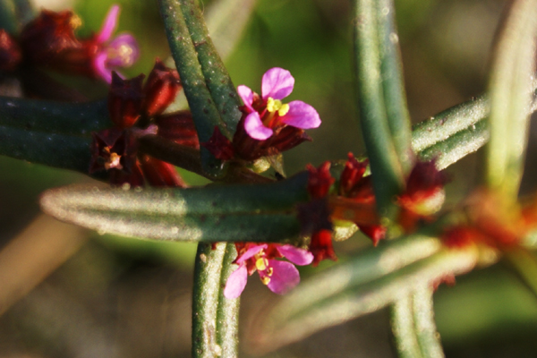 in risaia - Lythrum hyssopifolia