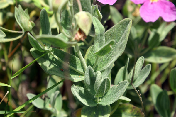 Cistus albidus / Cisto a foglie sessili