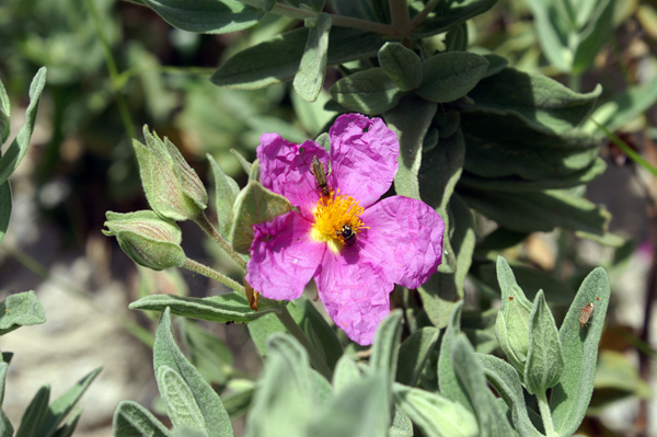 Cistus albidus / Cisto a foglie sessili