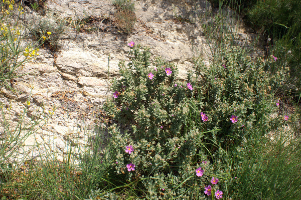 Cistus albidus / Cisto a foglie sessili