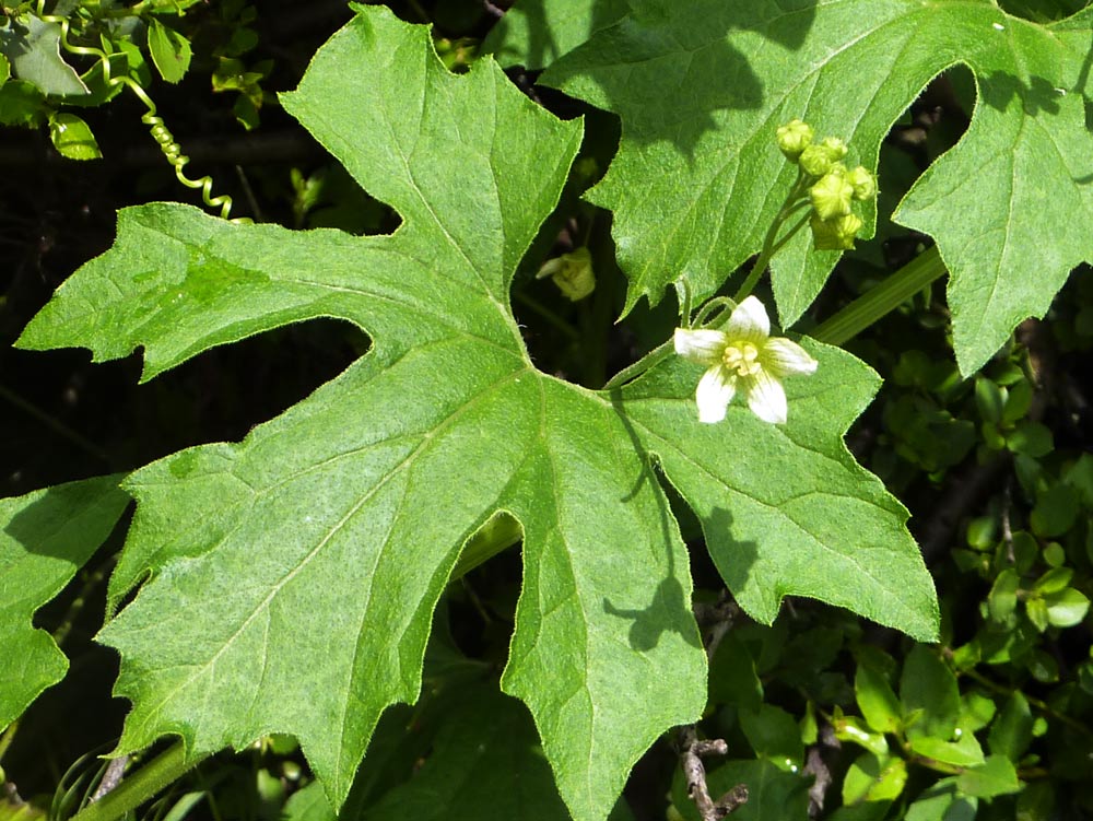 Bryonia dioica