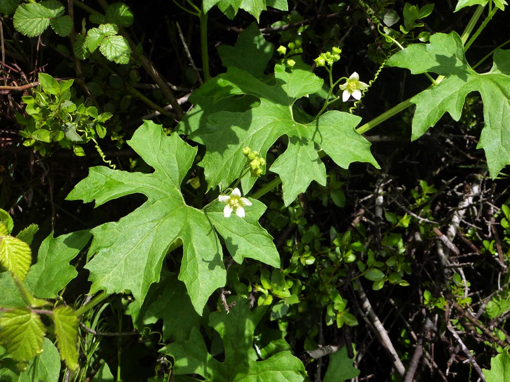 Bryonia dioica