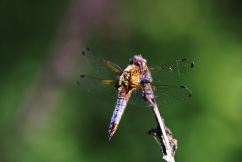 Sympetrum...? - Libellula fulva