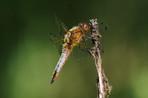 Sympetrum...? - Libellula fulva