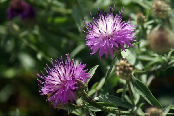 Centaurea aspera / Fiordaliso ispido