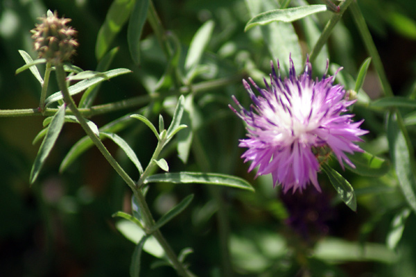 Centaurea aspera / Fiordaliso ispido