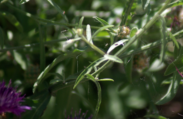 Centaurea aspera / Fiordaliso ispido