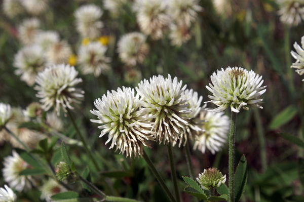 Trifolium montanum / Trifoglio montano