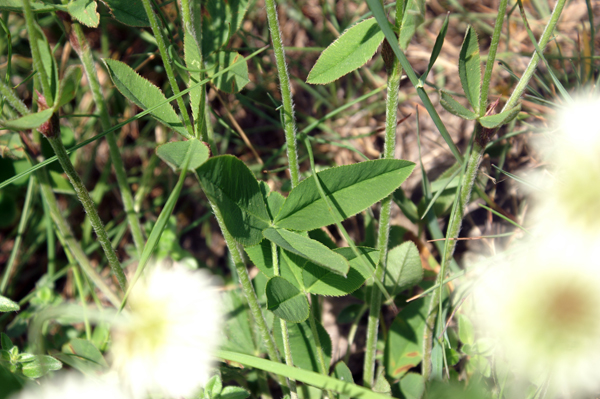 Trifolium montanum / Trifoglio montano