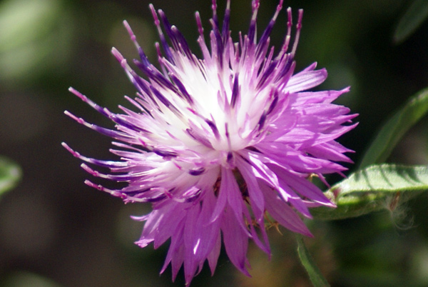 Centaurea aspera / Fiordaliso ispido