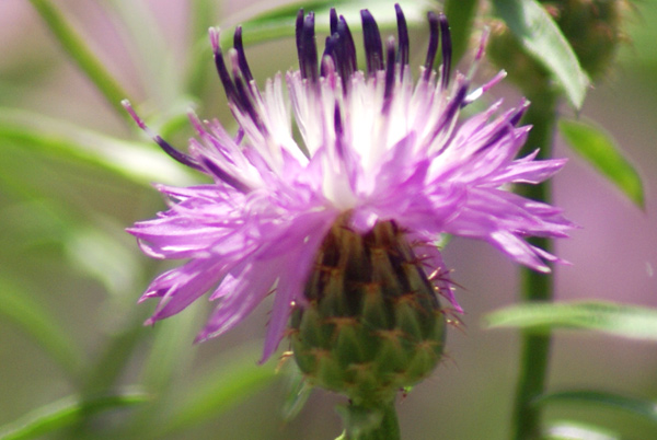 Centaurea aspera / Fiordaliso ispido