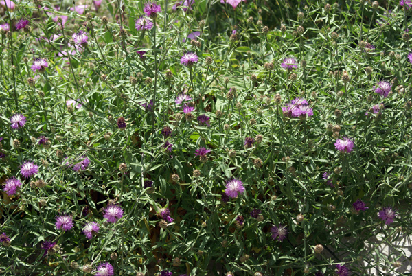 Centaurea aspera / Fiordaliso ispido