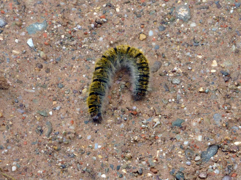 Bruco di... - Lasiocampa (Pachygastria) trifolii