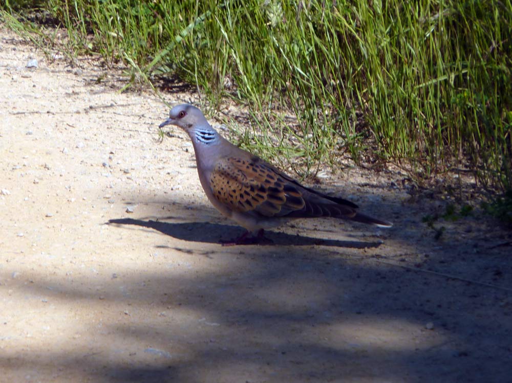 Tortora selvatica