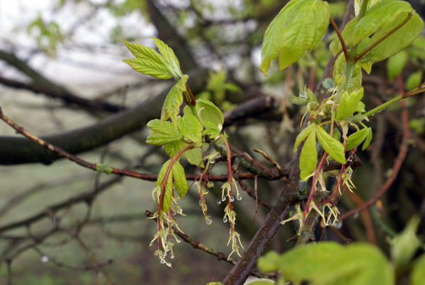 Acer negundo