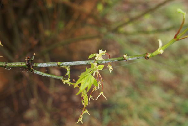 Acer negundo