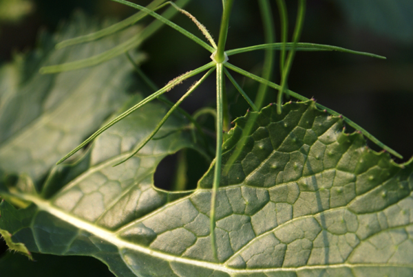 Spergula arvensis / Renaiola comune