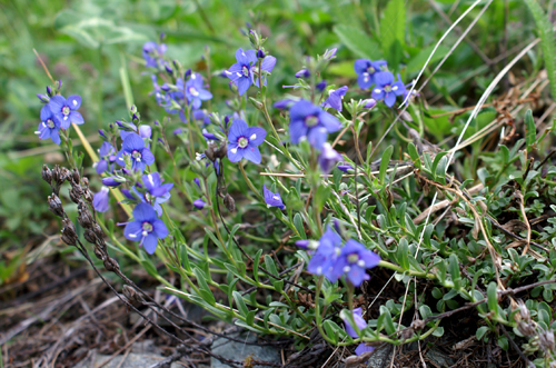 Veronica fruticans / Veronica fruticosa