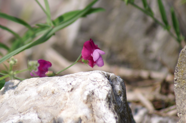 Lathyrus clymenum / Cicerchia porporina