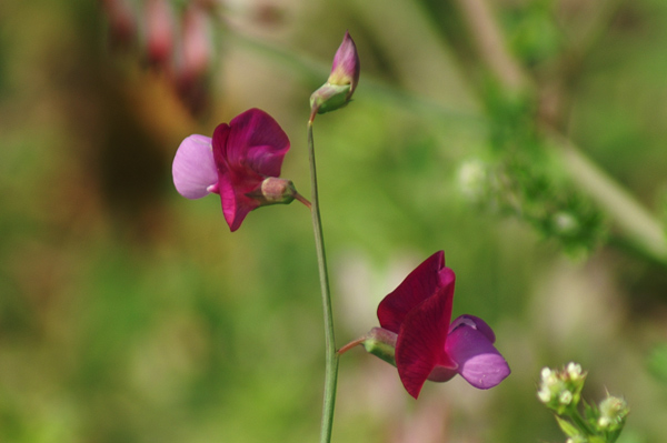 Lathyrus clymenum / Cicerchia porporina