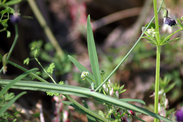 Lathyrus clymenum / Cicerchia porporina