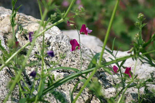 Lathyrus clymenum / Cicerchia porporina