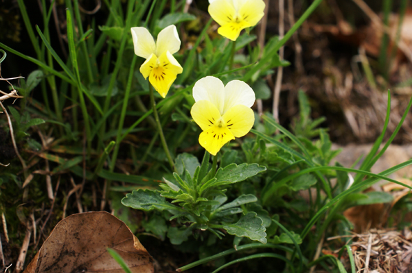 Viola tricolor  (Violaceae)